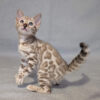 Elegant Bengal cat in a snowy coat Scarlet