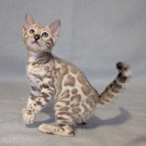 Elegant Bengal cat in a snowy coat Scarlet