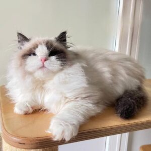 Ragdoll cat in a luxurious fur coat Valdis is your future pet