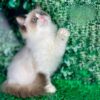 Ragdoll girl Tetra in a chic fur coat