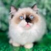 Tori is a Ragdoll cat with a delicate color