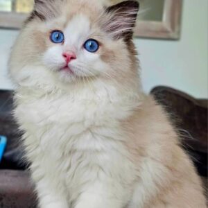 Ragdoll girl Tetra in a chic fur coat