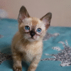 Charming Bengal kitten of luxurious snow color