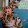 Elegant Bengal cat in a luxurious fur coat