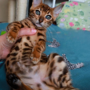 Elegant Bengal cat in a luxurious fur coat