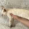 Rich is an elegant Bengal kitten in a luxurious snow coat