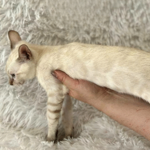 Rich is an elegant Bengal kitten in a luxurious snow coat