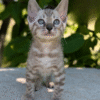 Samuel is an exclusive Bengal kitten with a rare color