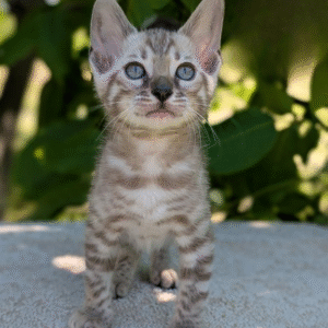 Samuel is an exclusive Bengal kitten with a rare color