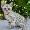 Elegant Bengal cat in a snowy coat Scarlet