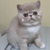 Scottish fold kittens for sale