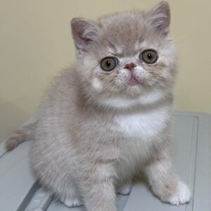 Scottish fold kittens for sale
