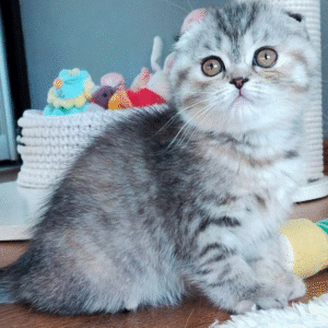 Cute Scottish Fold Lady Illary