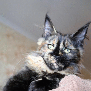 Irma is a charismatic Maine Coon cat with a spectacular tortoiseshell color.