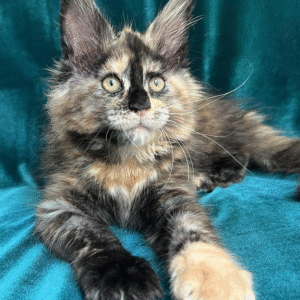 Exquisite tortoiseshell Maine Coon cat Jolly