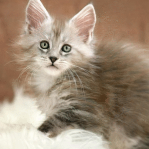 Graceful Maine Coon cat Tiffani
