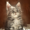 Tory is a cute silver-marble Maine Coon cat