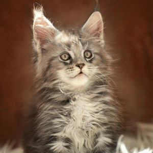Tory is a cute silver-marble Maine Coon cat
