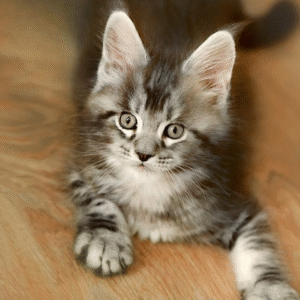 Tristan is a handsome Maine Coon in an exquisite marbled silver coat.
