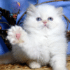 The charming Persian cat Dorrie is your future pet