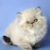 Angel is an elegant Persian handsome man in a luxurious fur coat