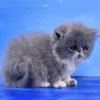 Daria is a cute Persian cat in a blue and white coat.