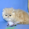 Cute Persian cat in a delicate cream-marble coat Denis