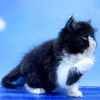 The charming Persian cat Dorrie is your future pet