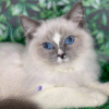 Charming Ragdoll girl Renita
