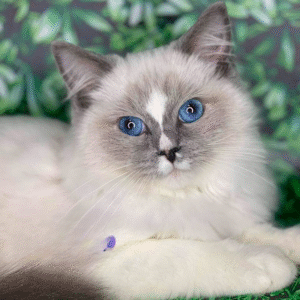 Charming Ragdoll girl Renita