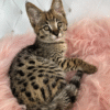 First generation Savannah kitten Yuki is a handsome boy with a striking wild color and exotic appearance
