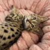 Spotted handsome Savannah F2 Leo