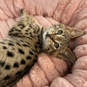 Spotted handsome Savannah F2 Leo