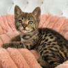 Spectacular Savannah kitten F2 Zuko