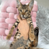Mars is a charismatic F6 savannah kitten with a spectacular wild coloration.