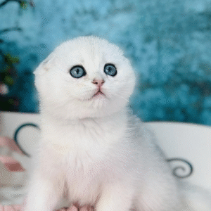 Harlye is a cute, lop-eared Scottish kitten with a precious silver color.