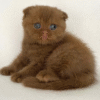 Jack is an exclusive lop-eared Scottish kitten in a luxurious cinnamon-colored coat.