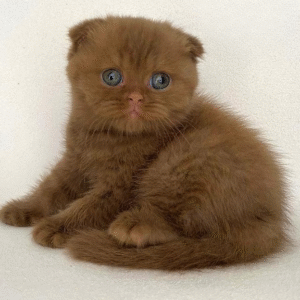 Jack is an exclusive lop-eared Scottish kitten in a luxurious cinnamon-colored coat.