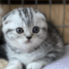 Scottish Fold cat in the exquisite Meltem color