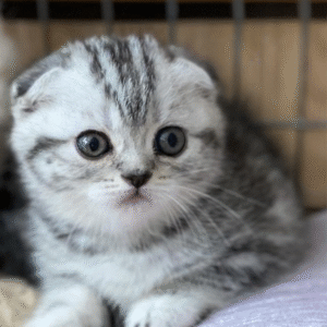 Scottish Fold cat in the exquisite Meltem color