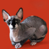 Darsi, a handsome Canadian Sphynx with an elegant black and white color