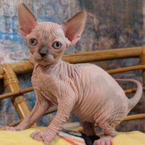 Cute Canadian Sphynx cat Nami