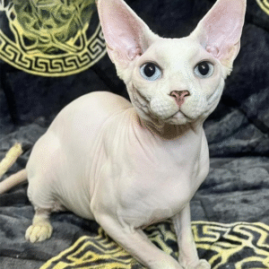 Elegant Canadian Sphynx with multi-colored eyes Thor