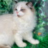 Ragdoll cat Sultan is your future pet
