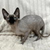 Charming Canadian Sphynx cat Eugene